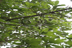 Barringtonia acutangula